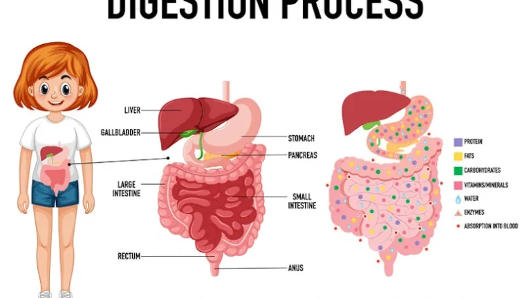 Digestion and digestive system