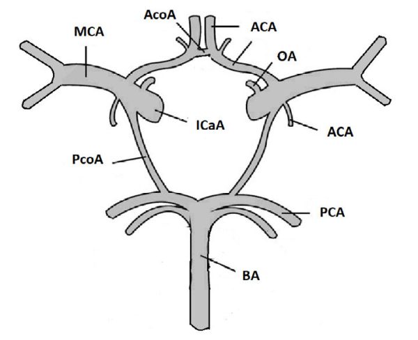 Circle Of Willis: Discription And An Easy Mnemonic To Remember It - Dr ...