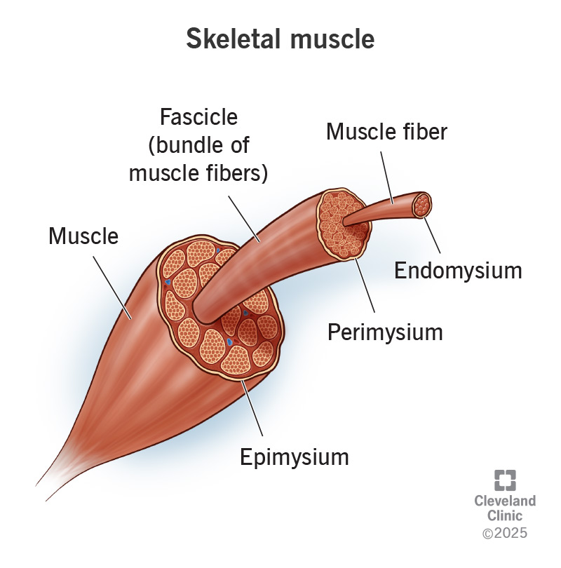 skeletal muscle