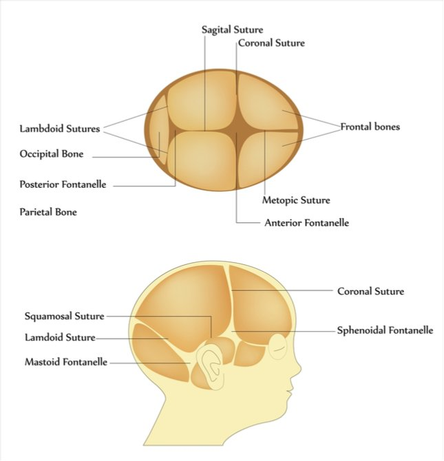normal fontanelle and suture in neonate