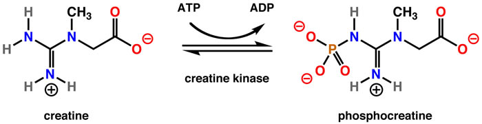 action of creatine kinase