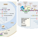Diamond-Blackfan ane