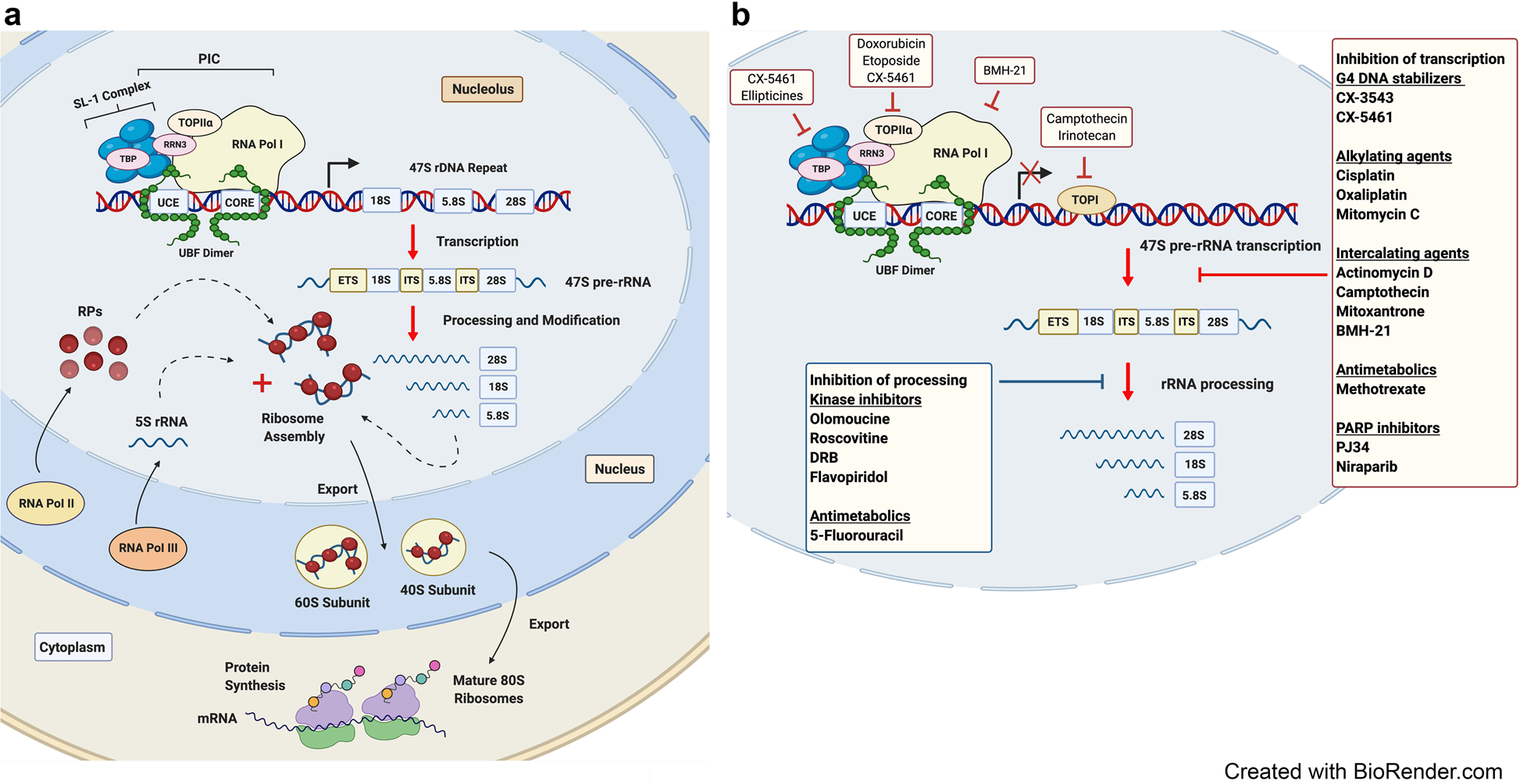 Diamond-Blackfan ane