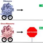 Diamond-Blackfan ane