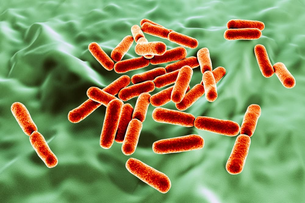 bacillus clausii bacterium