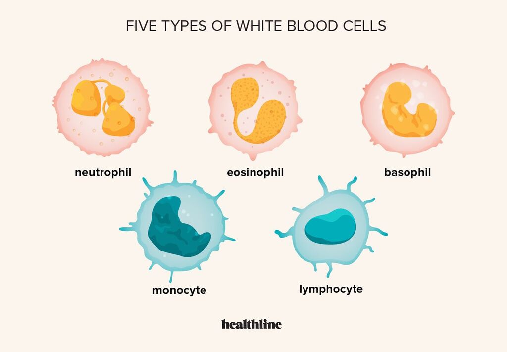 types of WBC