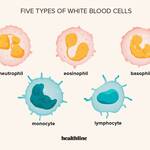 types of WBC